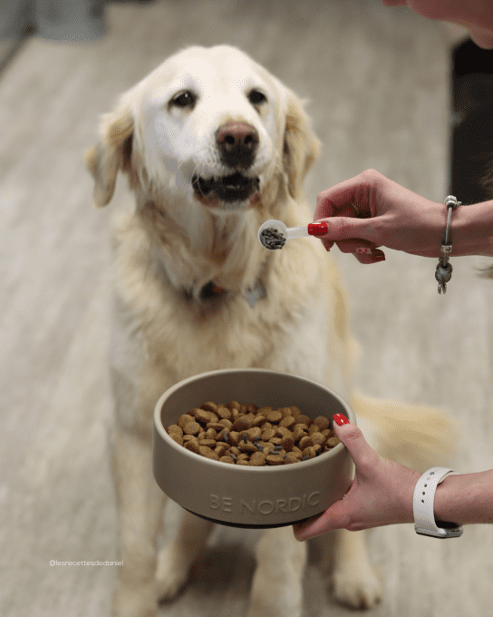 ARTICULATION - CHIENS  et CHATS