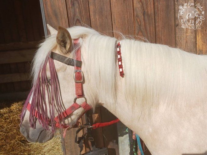 CHEVAL _ ACCROCHE CRINS ANTI TIQUE ET PUCE _ V1 _ Sur mesure