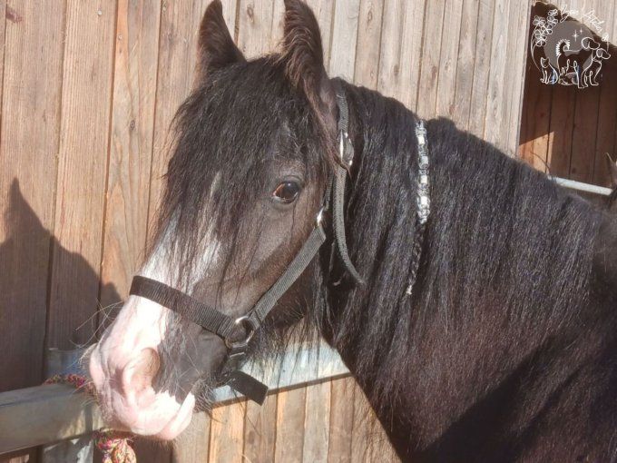 CHEVAL _ ACCROCHE CRINS ANTI TIQUE ET PUCE _ V1 _ Sur mesure