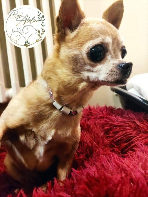 CHIENS _ COLLIER ANTI TIQUE & PUCE / Spécial Taille Mini _ Sur mesure