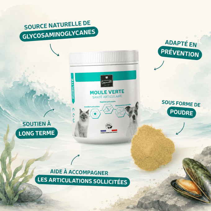 MOULE VERTE