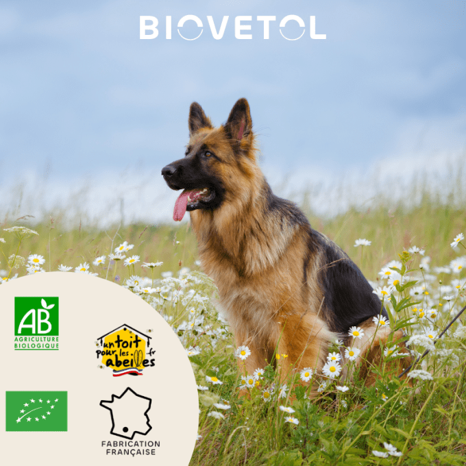 ALT'VERS - GRANDS CHIENS 