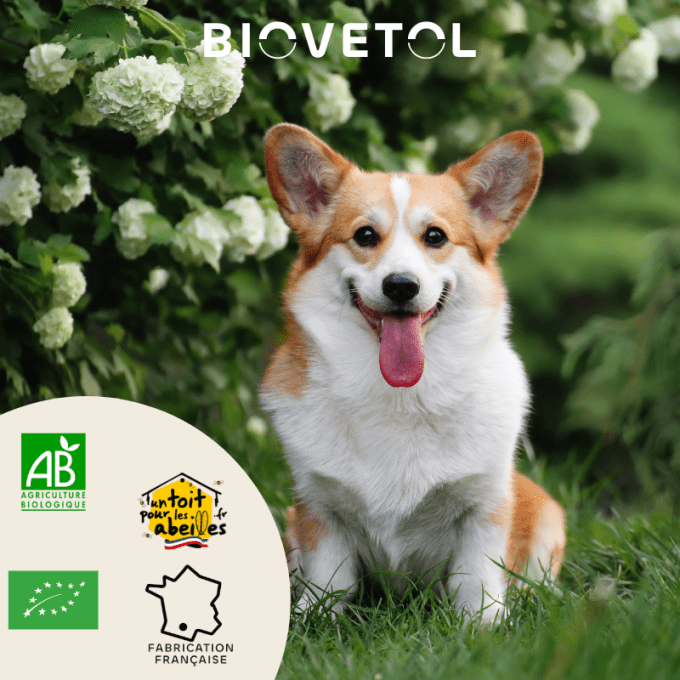 ALT'VERS - PETITS CHIENS