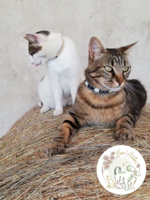 CHATS _ COLLIER ANTI TIQUE & PUCE _ Sur mesure