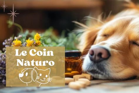 Produits naturels pour chiens chats chevaux